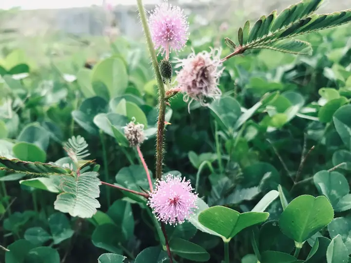 中央公園在台中